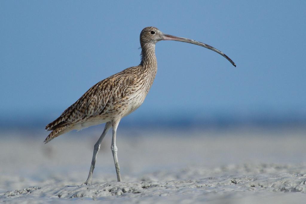 Broome Bird Observatory Dış mekan fotoğraf
