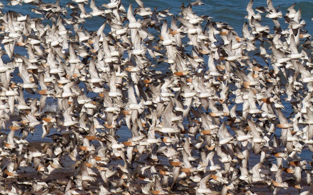 Broome Bird Observatory Dış mekan fotoğraf
