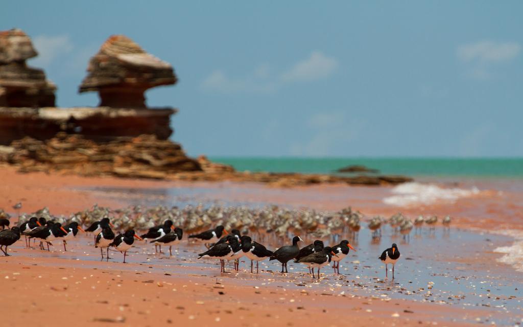 Broome Bird Observatory Dış mekan fotoğraf